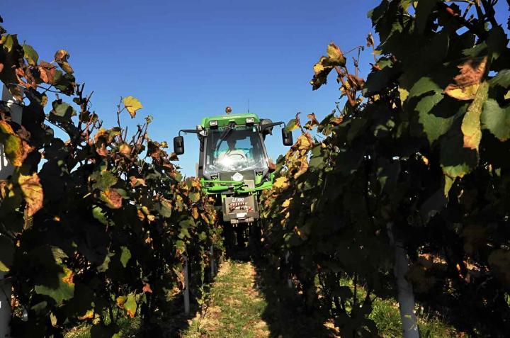 Production de vins grands crus Chablis