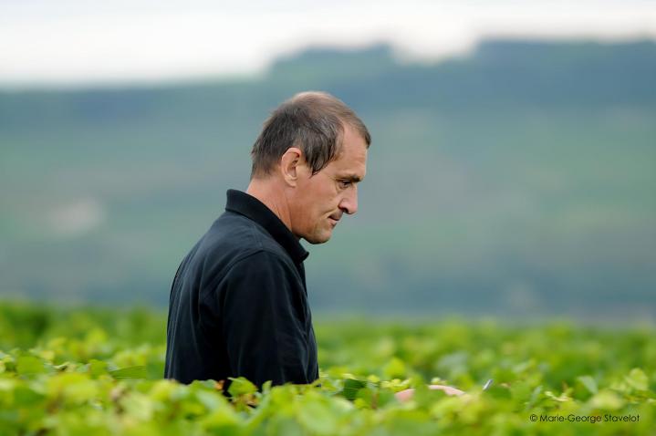 Producteur de vin blanc Chablis