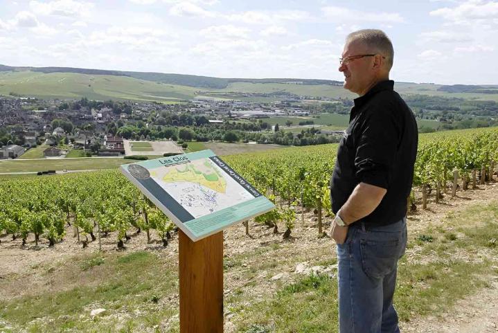 Culture de vignes Chablis