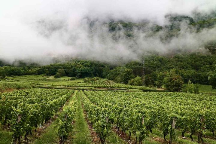 Culture de vignes Chablis